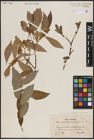Foto von Salix caprea L. x Salix daphnoides Vill. x Salix purpurea L.